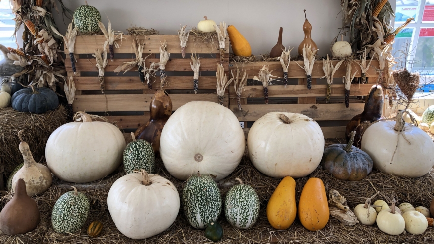 Unique Halloween pumpkin garden opens in Da Lat city